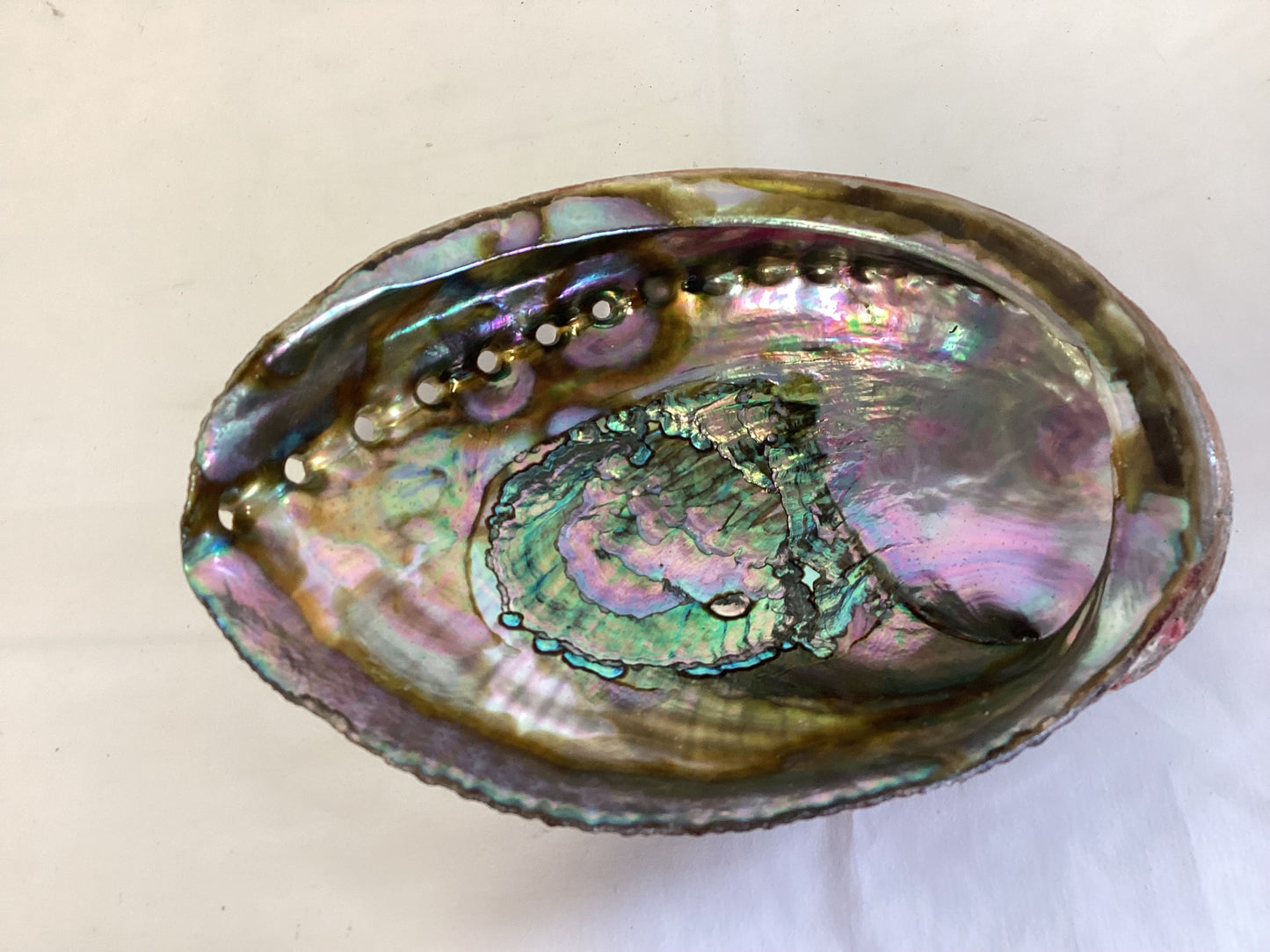 Abalone Iridescent Shell