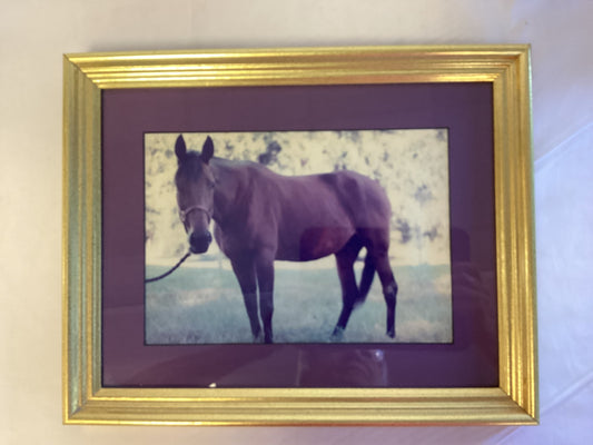 Framed Photo of “Lady of Jazz” Racehorse